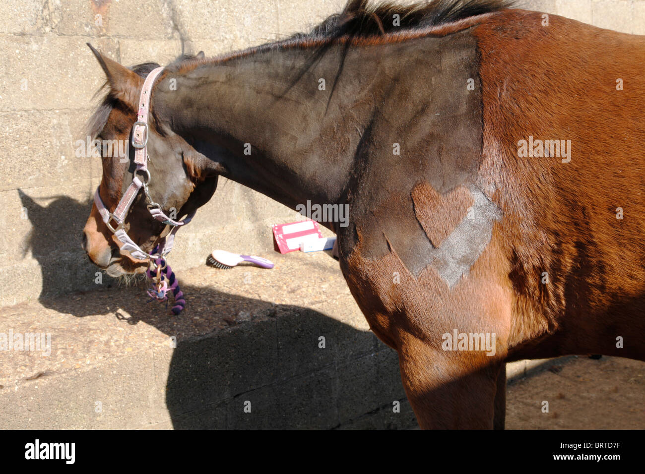 Clipping or shearing a horse. A heart shaped motif has been cut into