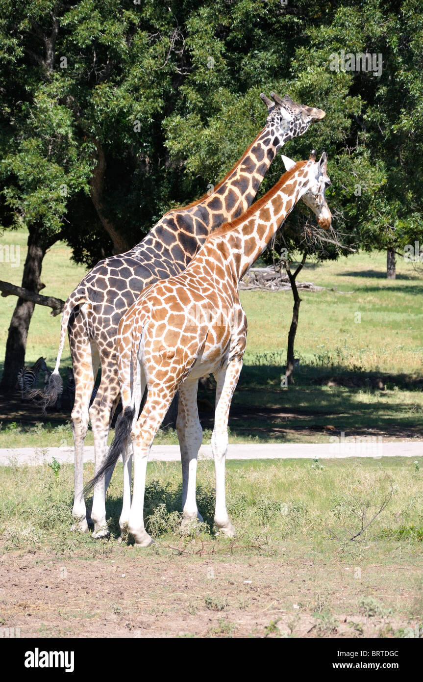 Two giraffes walking hi-res stock photography and images - Alamy