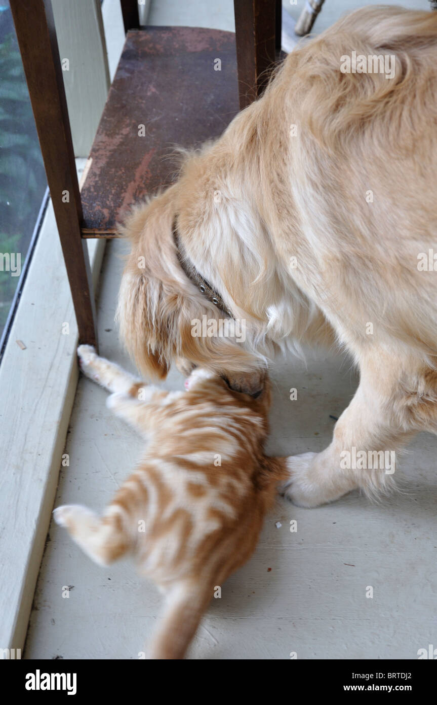Golden Retriever dog and cat Stock Photo Alamy