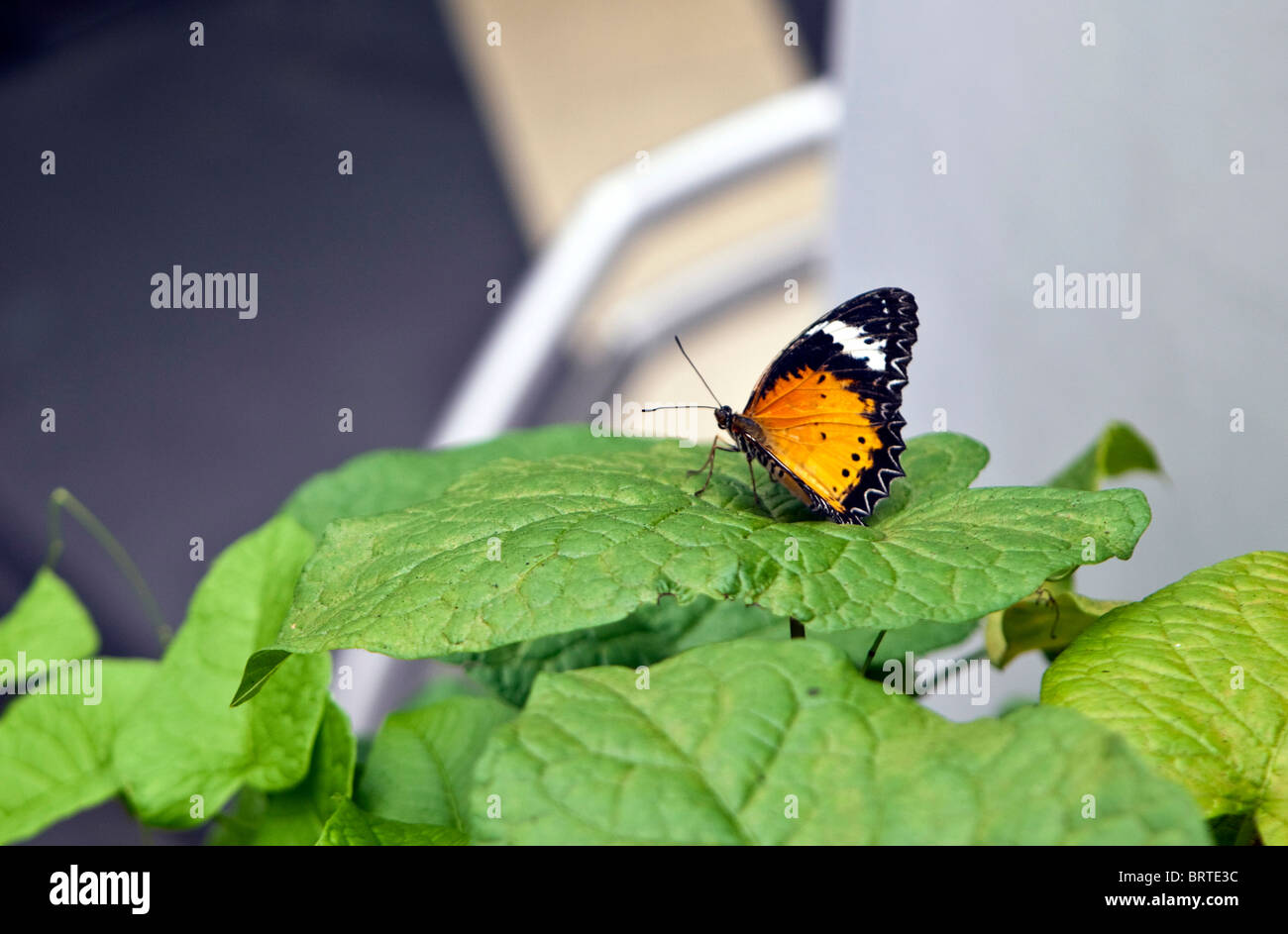 Butterflies are seen in an enclosure in Singapore's Changi airport Stock Photo