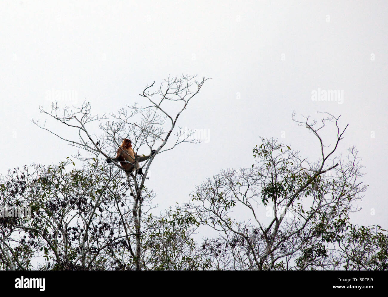 A proboscis monkey is seen in a tree in Borneo, Malaysia Stock Photo