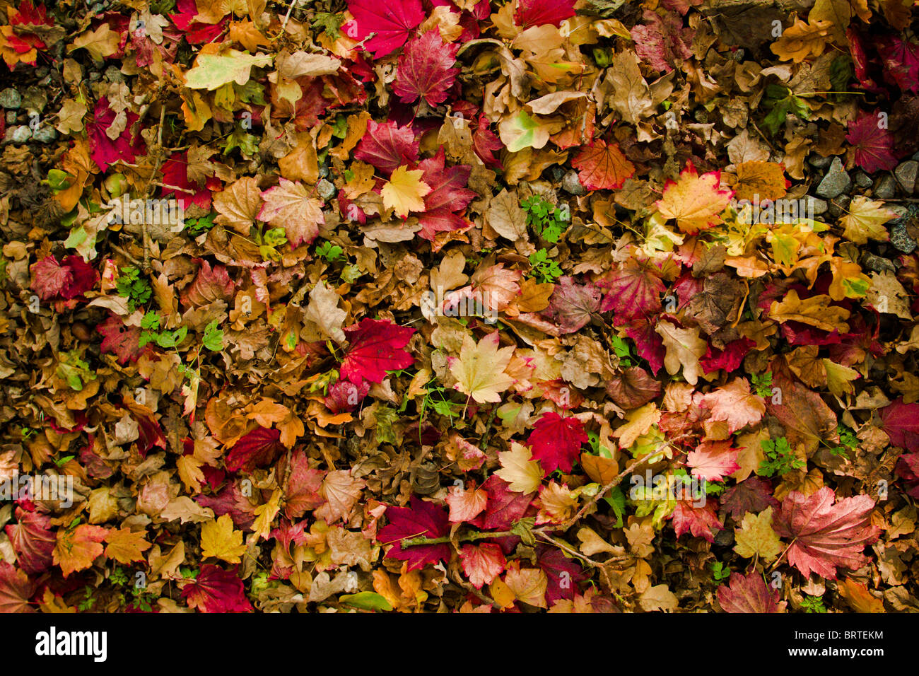 Fallen Autumn leaves on the ground Stock Photo - Alamy
