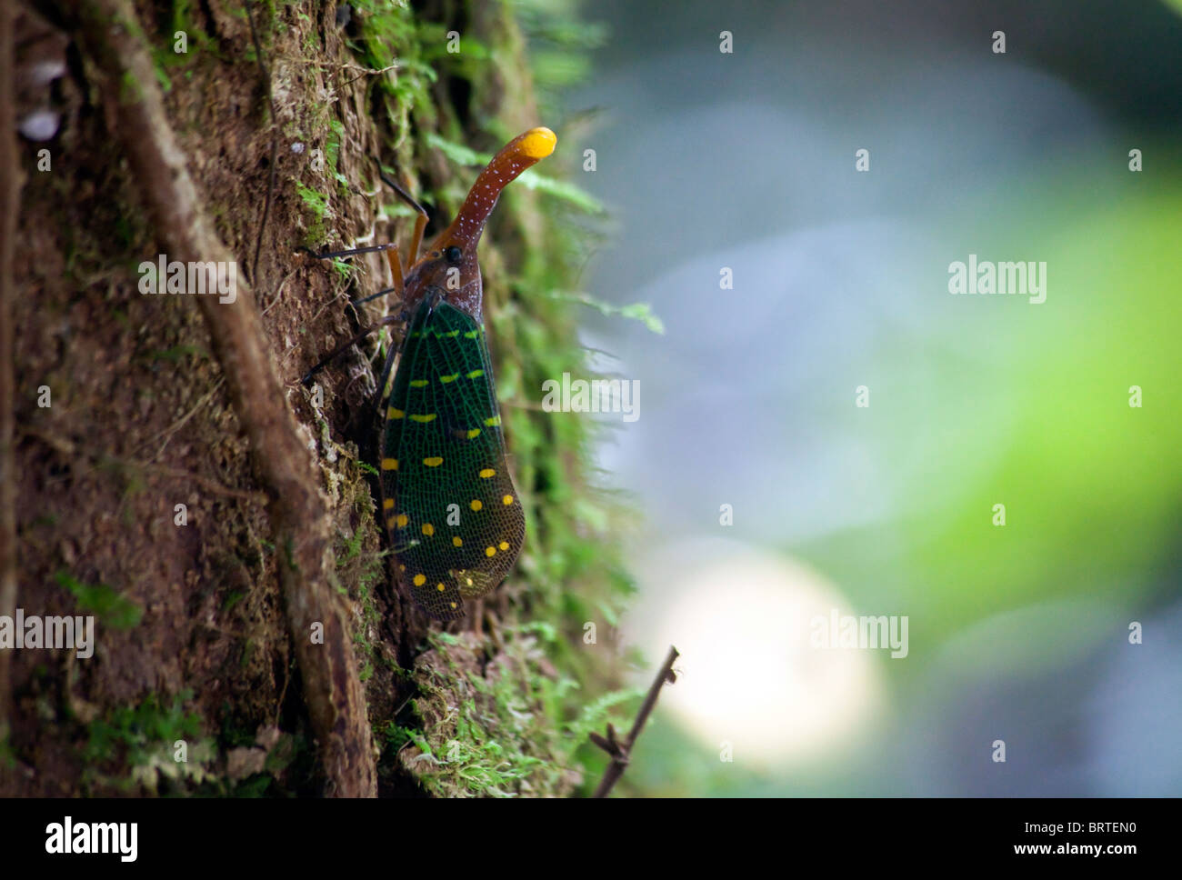 Insect malaysia asia hi-res stock photography and images - Alamy