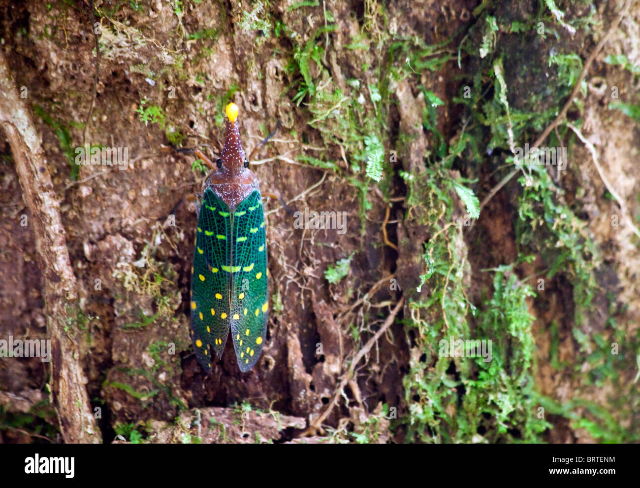 Lantern beetles are seen in Mulu National Park in Borneo, Malaysia Stock Photo