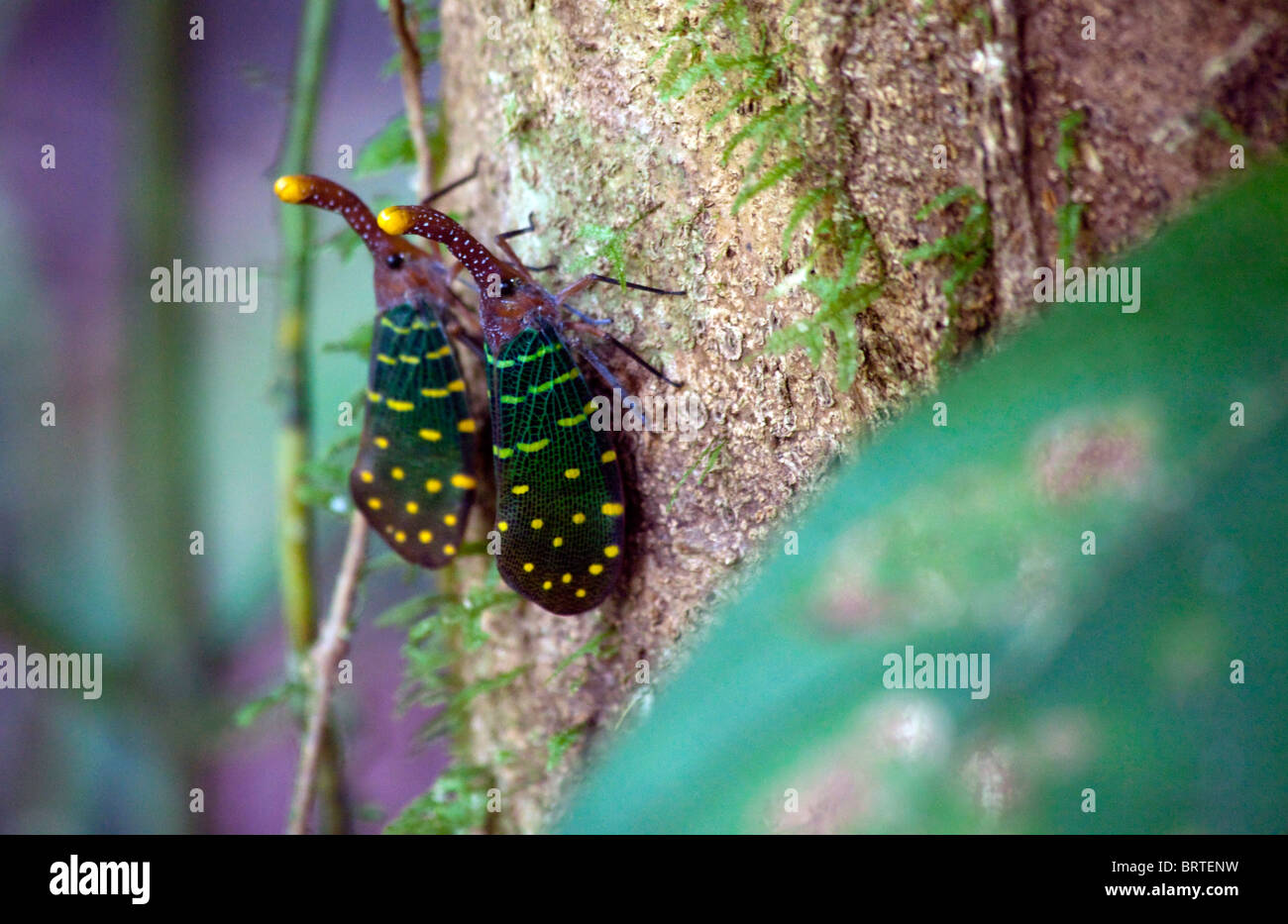Lantern beetles are seen in Mulu National Park in Borneo, Malaysia Stock Photo