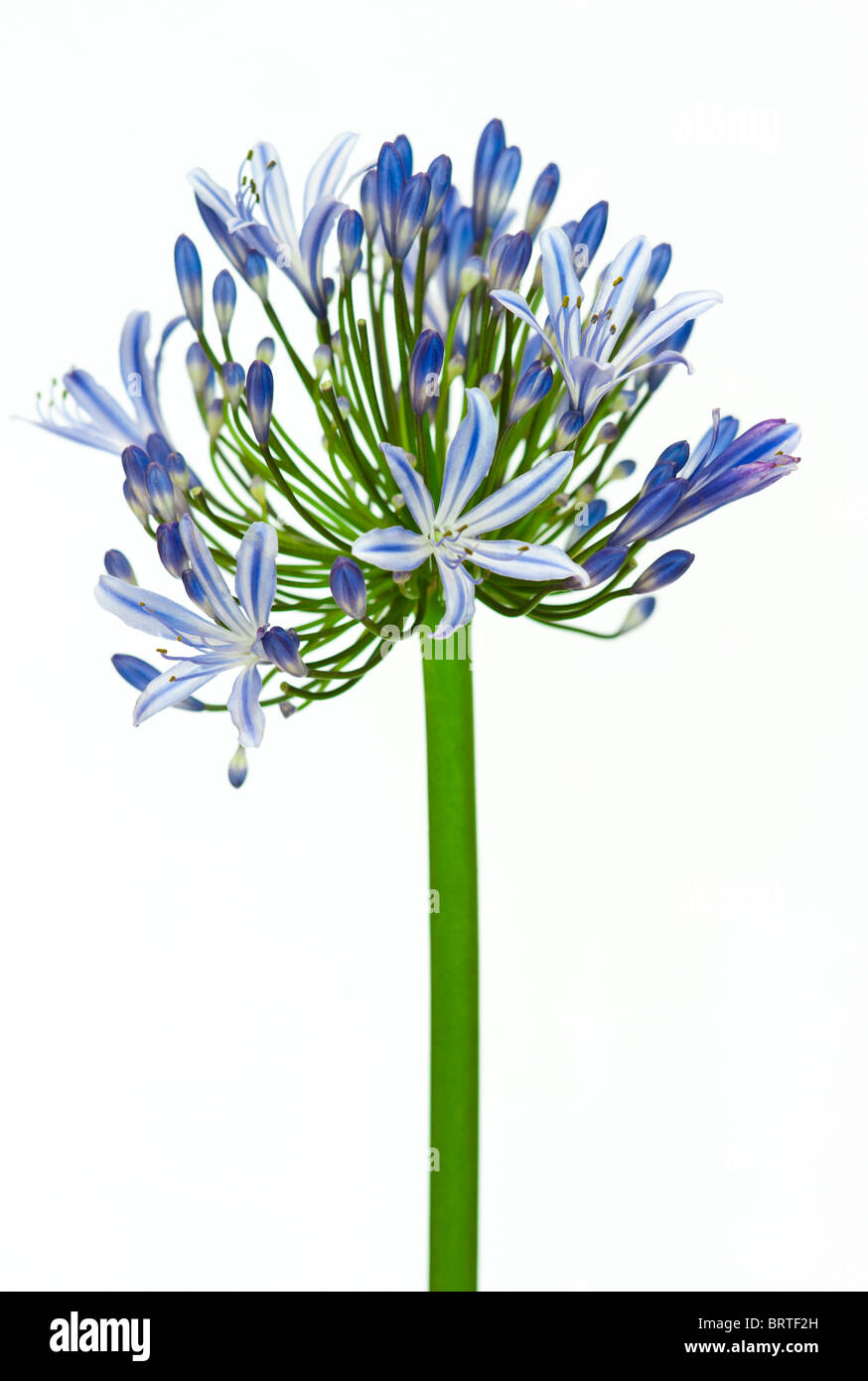 Blue Agapanthus Flower Stem on White Background Stock Photo