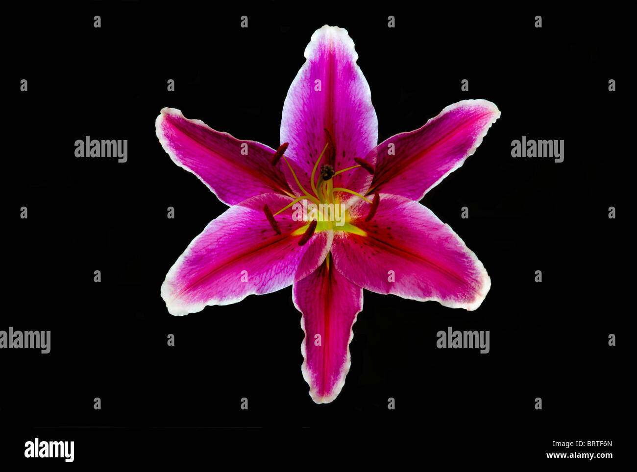 Pink Lily Flower on a Black Background Stock Photo - Alamy
