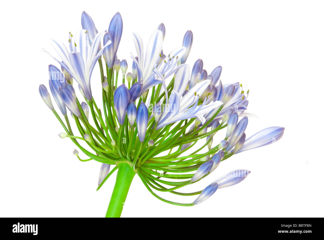 Blue Agapanthus Flower Stem on White Background Stock Photo