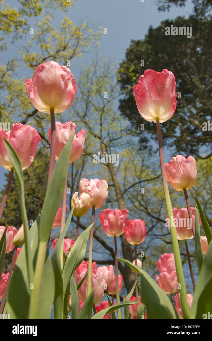Tulip gardens in istanbul,Turkey Stock Photo Alamy