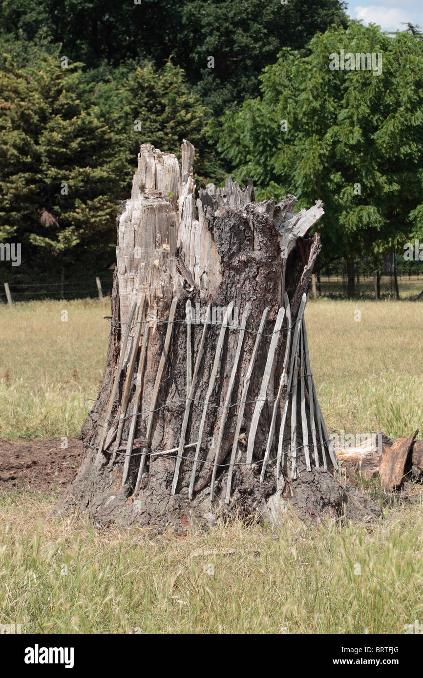An old dead tree stump with with a protective fence possibly for (unseen) cows/horses to scratch against. Stock Photo