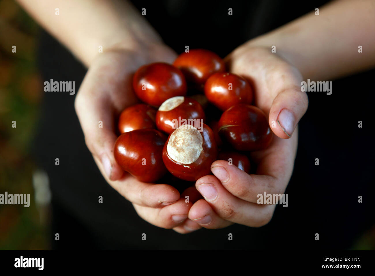Printable Picture Of Conkers
