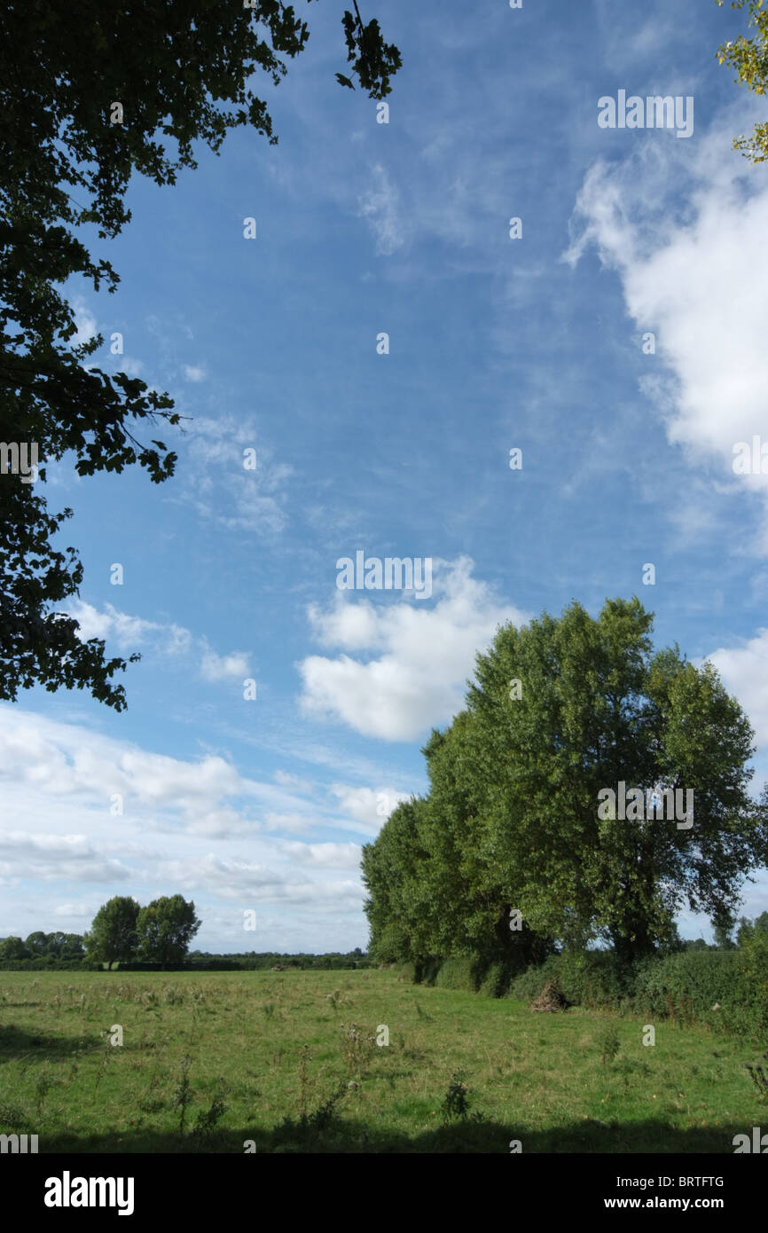 Black Poplar in summer Stock Photo Alamy