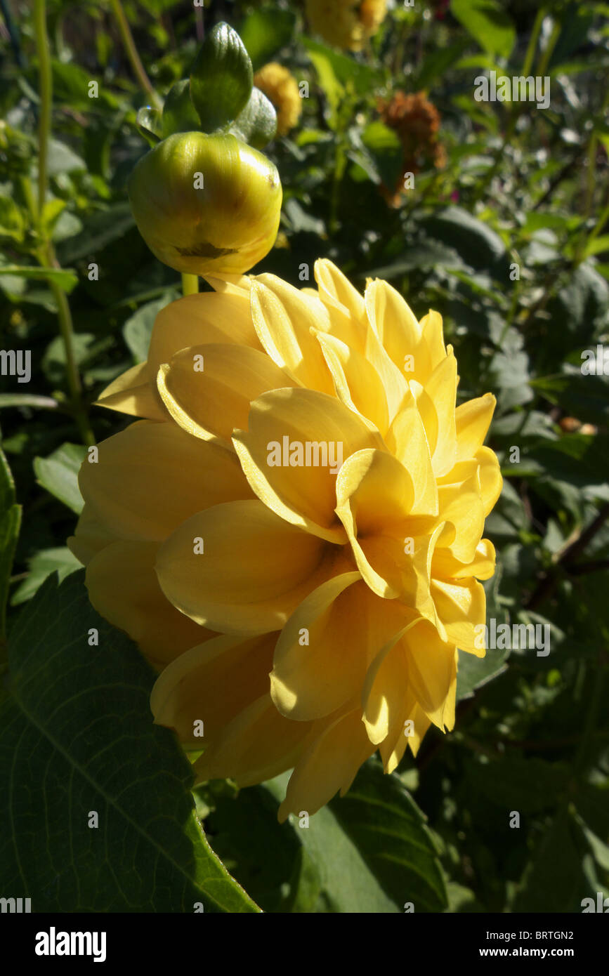 A yellow Dahlia blossom in late summer Stock Photo