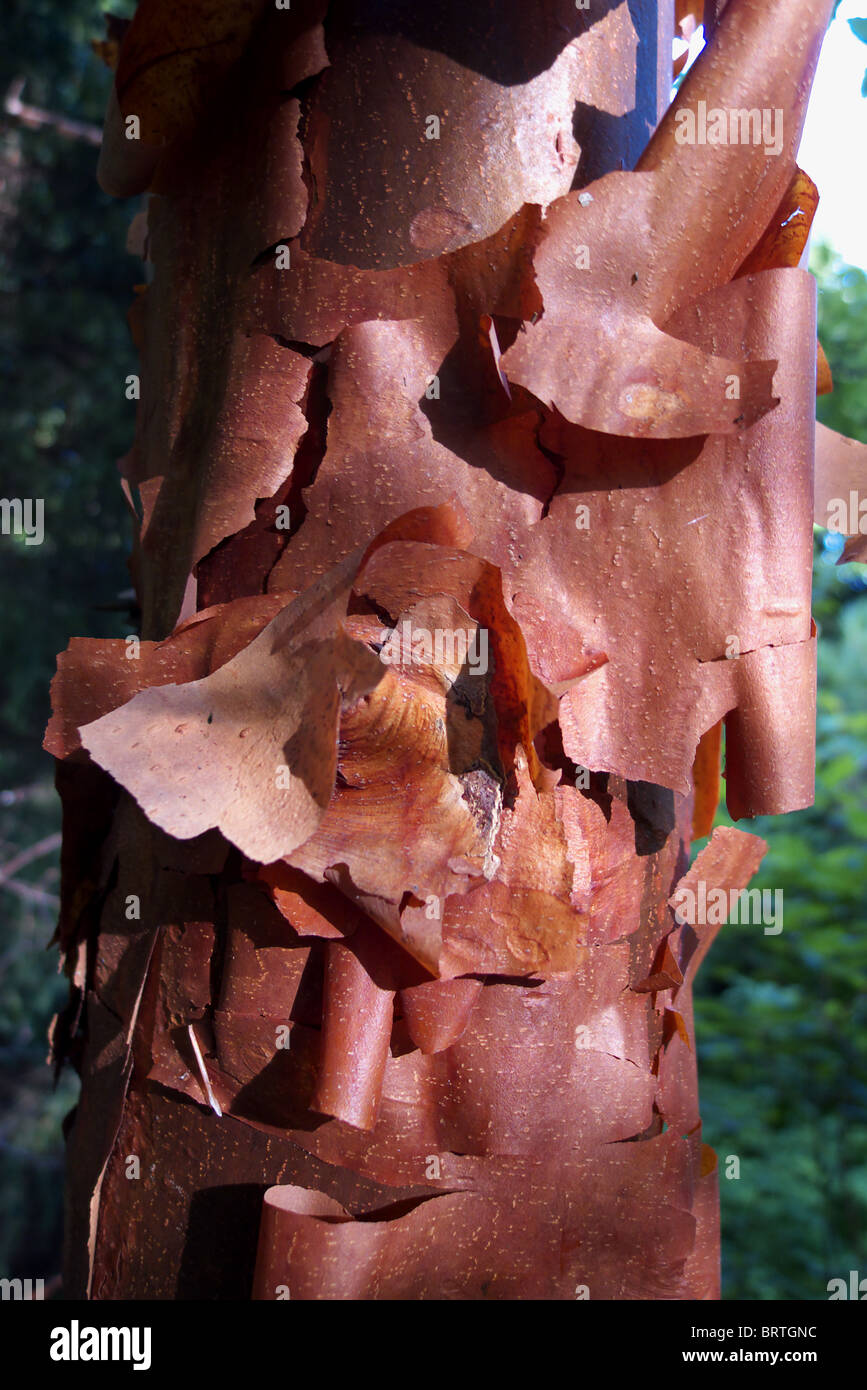 A closup of the unique exfoliating bark and trunk of an Acer griseum, also known as paperbark maple tree Stock Photo