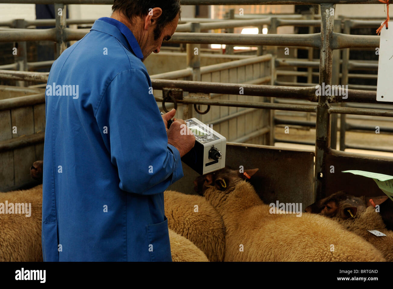 Sheep with Electronic Identification EID tags having ear ID tags read