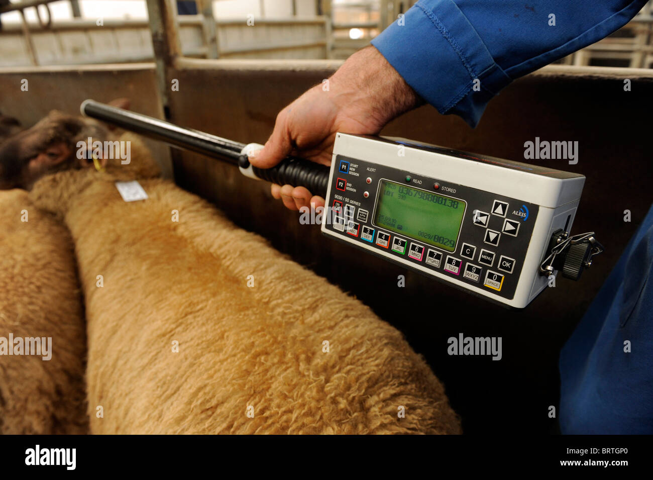 Sheep with Electronic Identification EID tags having ear ID tags read