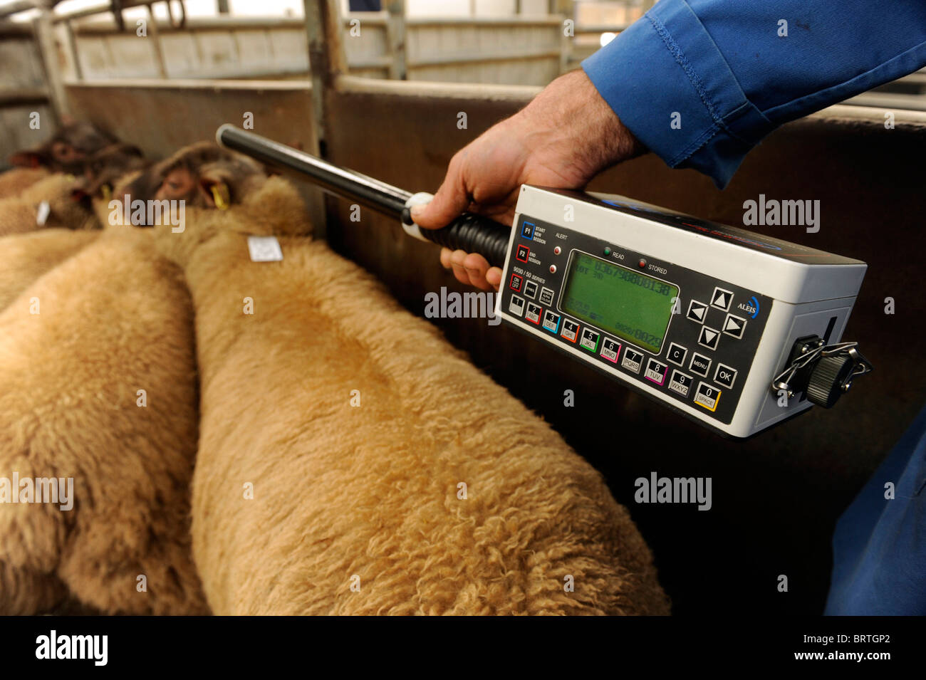 Sheep with Electronic Identification EID tags having ear ID tags read