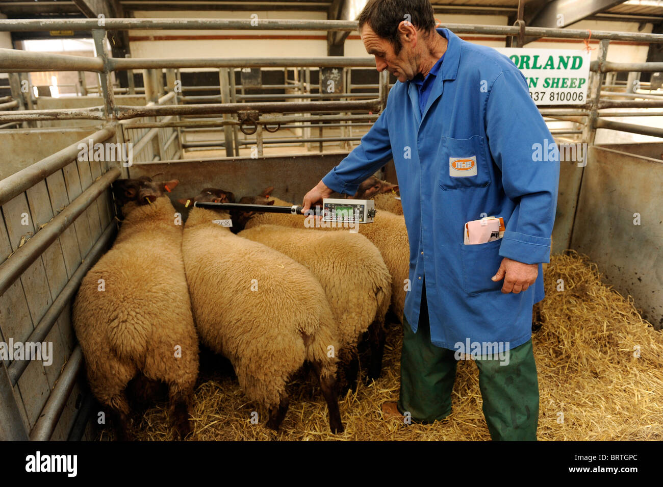 Sheep with Electronic Identification EID tags having ear ID tags read