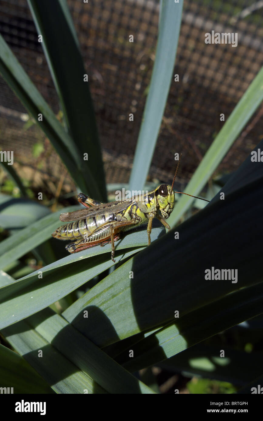 Melanoplus femurrubrum also known as the redlegged grasshopper Stock Photo