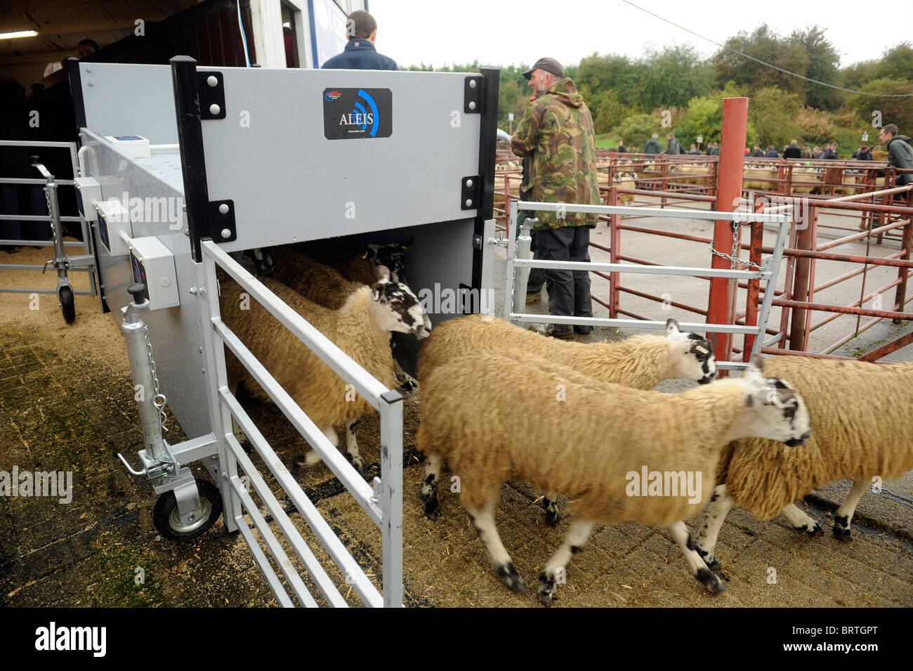Sheep with Electronic Identification EID tags pass through a scanner or