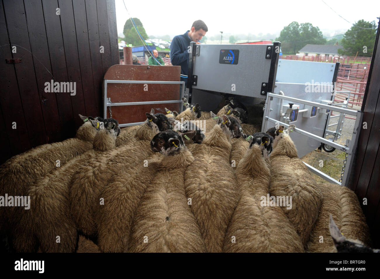 Sheep with Electronic Identification EID tags pass through a scanner or reader that scans the ear ID tag. Stock Photo