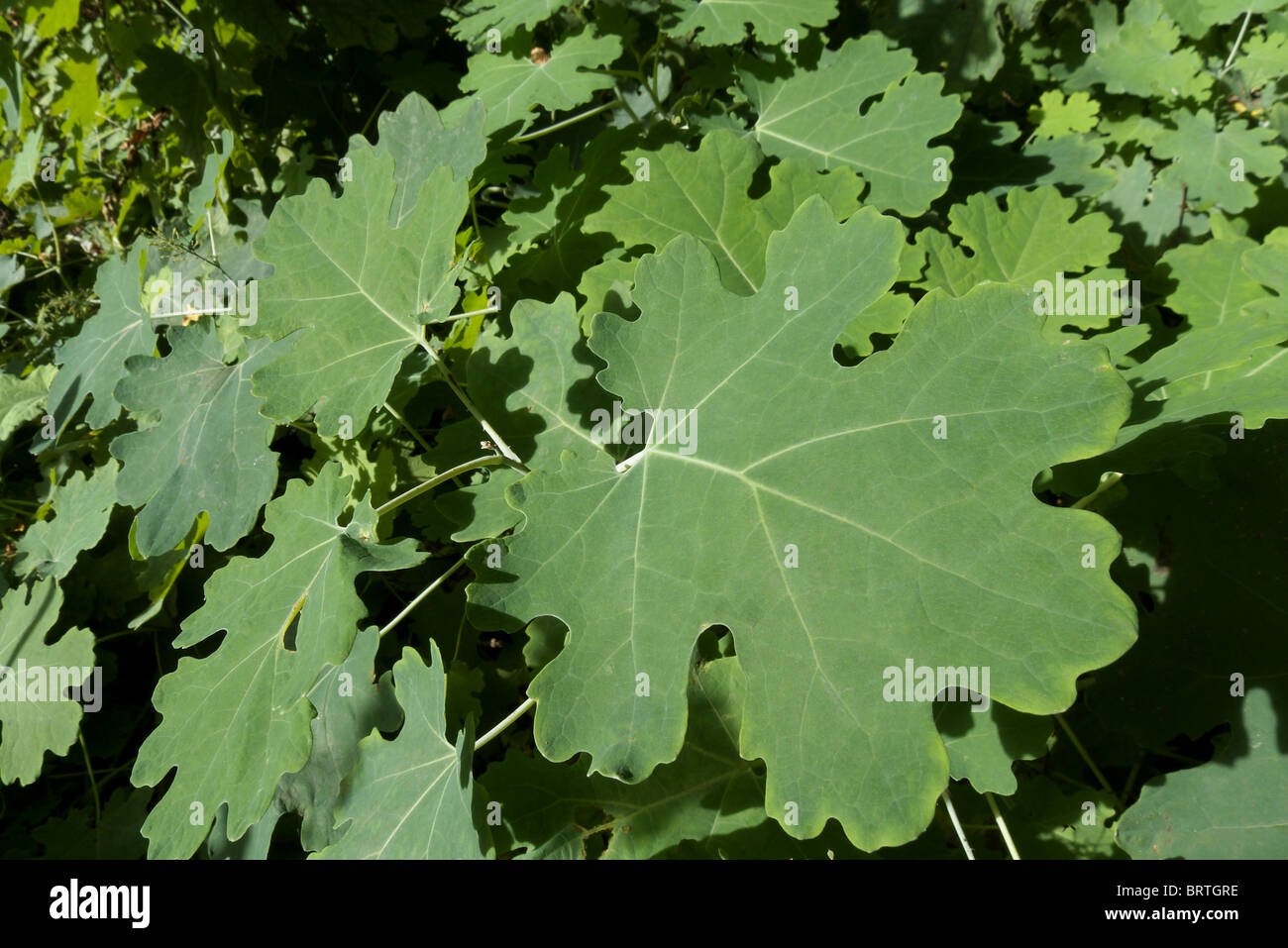 The foliage of a macleaya cordata also known as a plume poppy Stock Photo