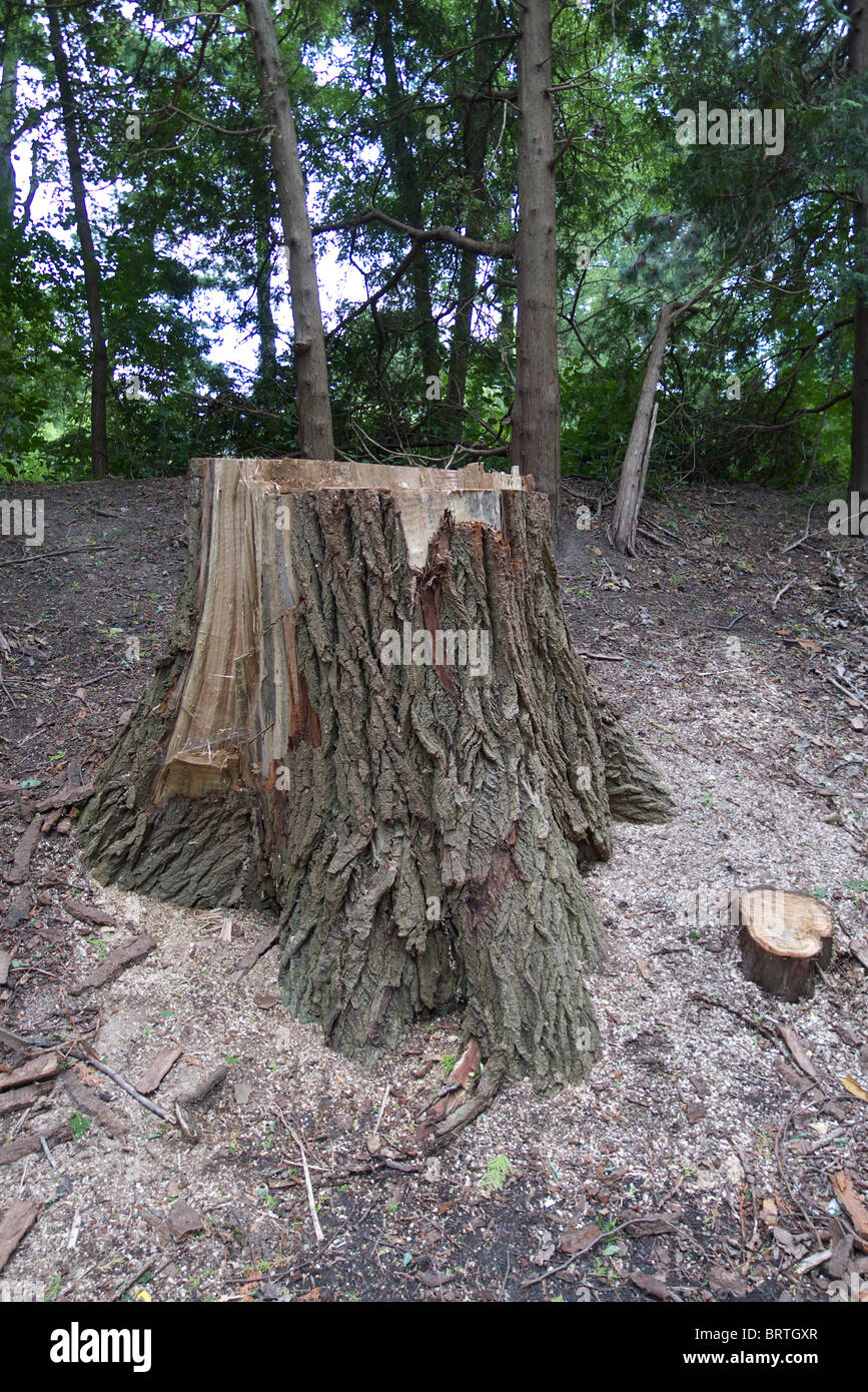 The recently cut tree stump of a large old oak surrounded by sawdust Stock Photo