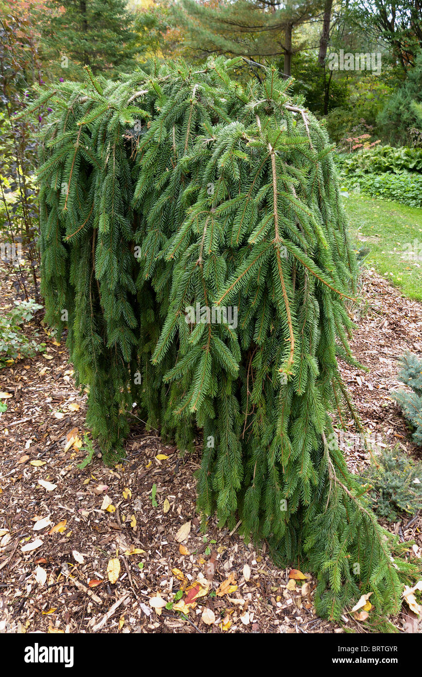A weeping Norway spruce, picea abies 'pendula' in Edwards gardens, Toronto Stock Photo