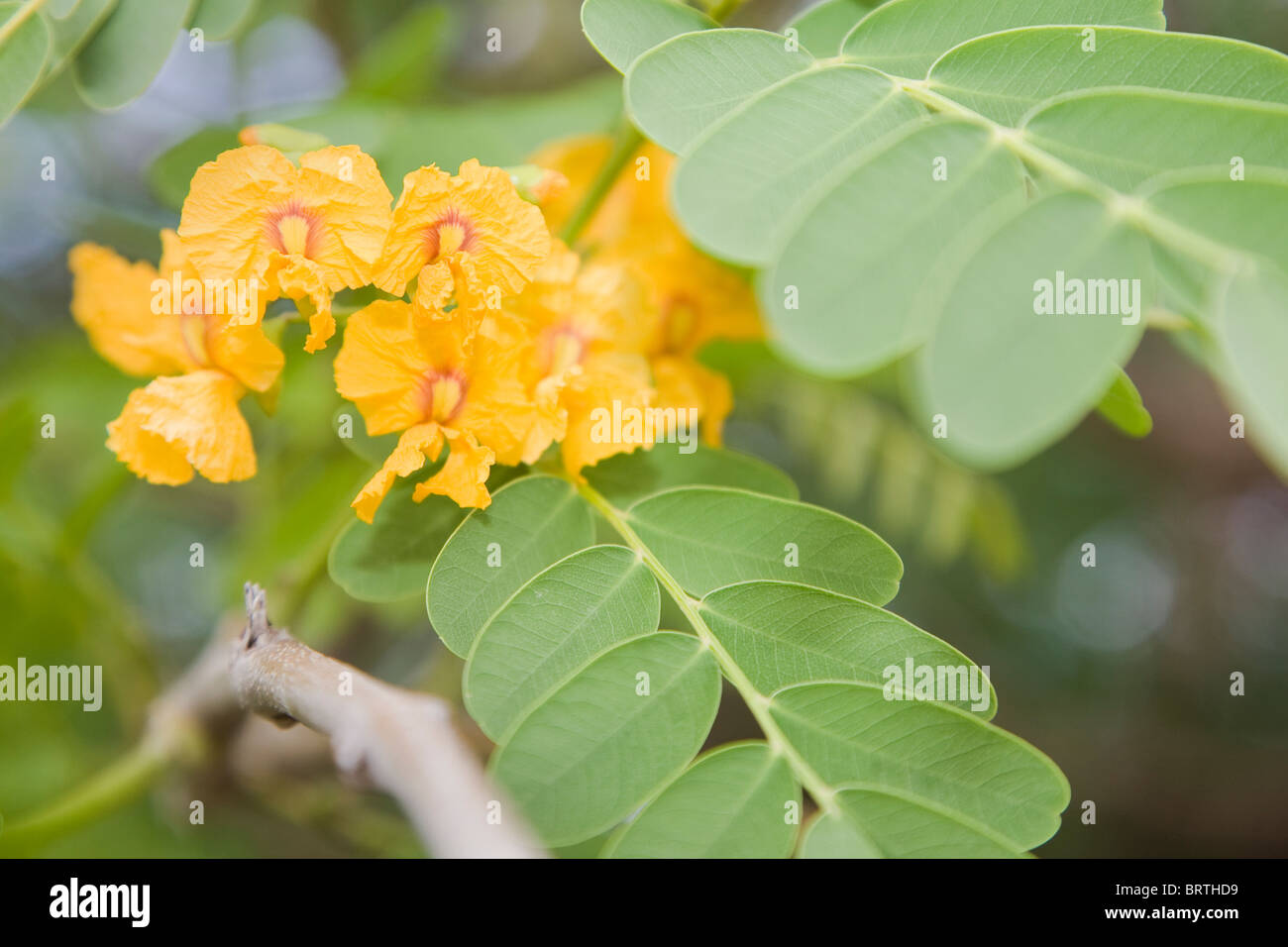 The rosewood tree or Tipuana tipu in flower Stock Photo
