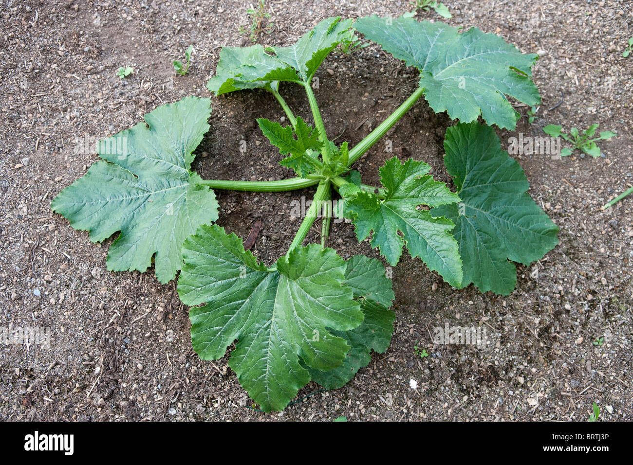 Zucchini garden bio biologic sprouts growing greens leafy leaves