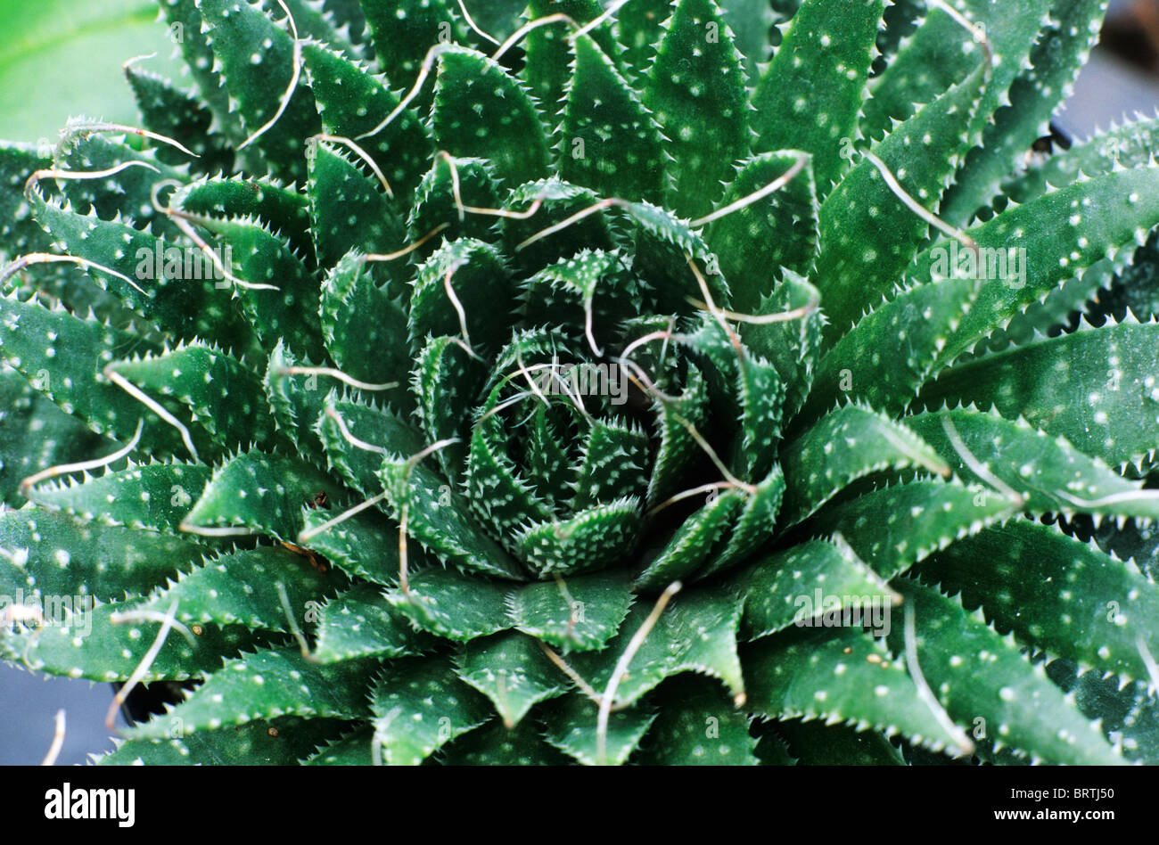 Aloe aristata, Lace aloe, Torch plant succulent cactus cacti garden plant plants aloes Stock Photo