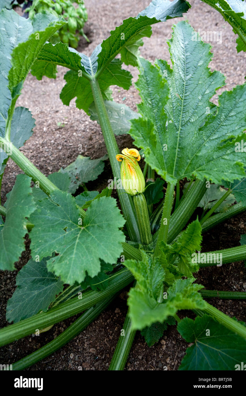 Zucchini garden bio biologic sprouts growing greens gardens ground
