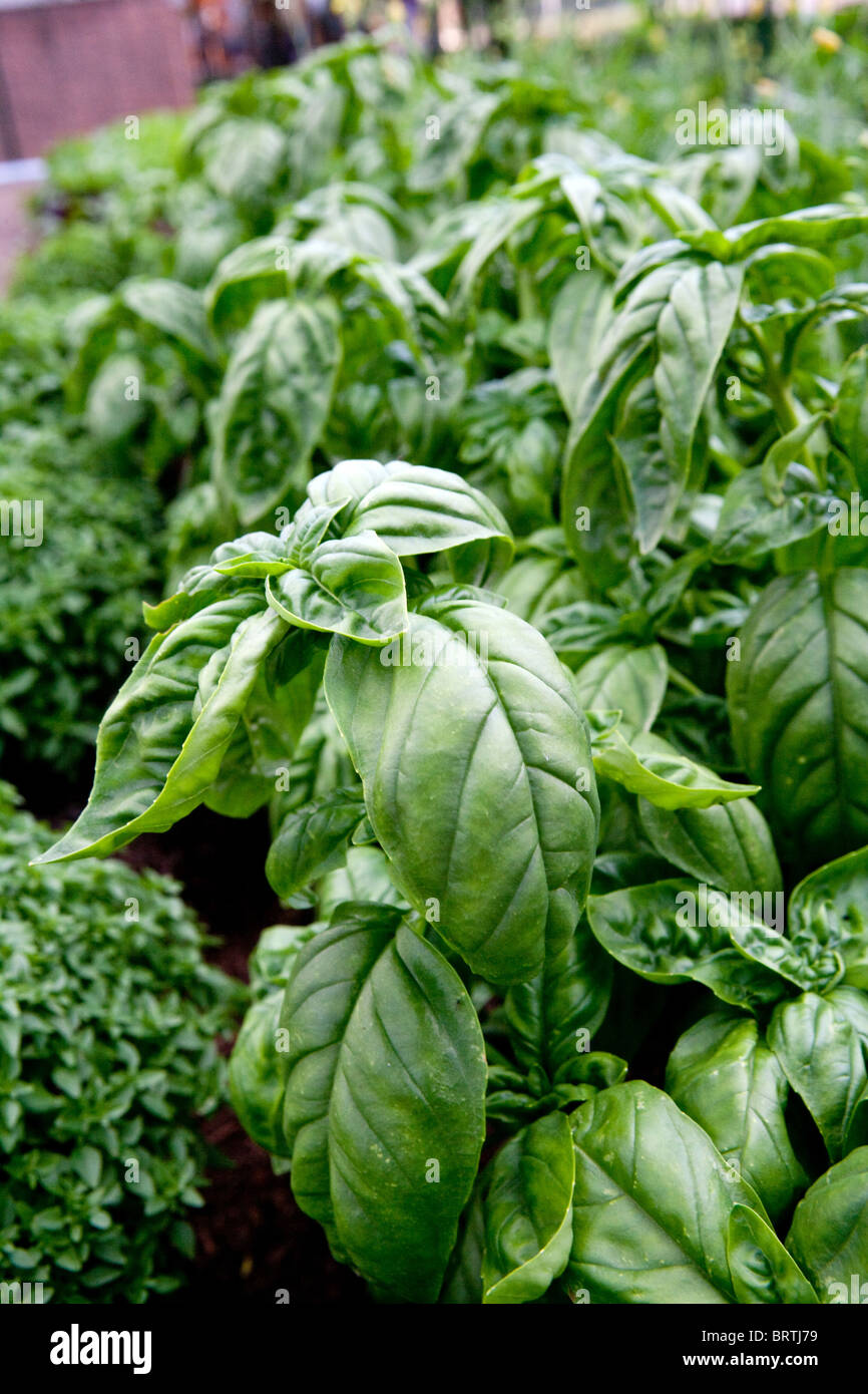 Basil garden bio biologic sprouts growing greens leafy leaves gardens