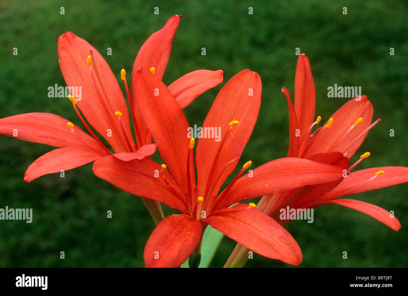 Cyrtanthus montanus, red flower flowers garden plant plants Stock Photo