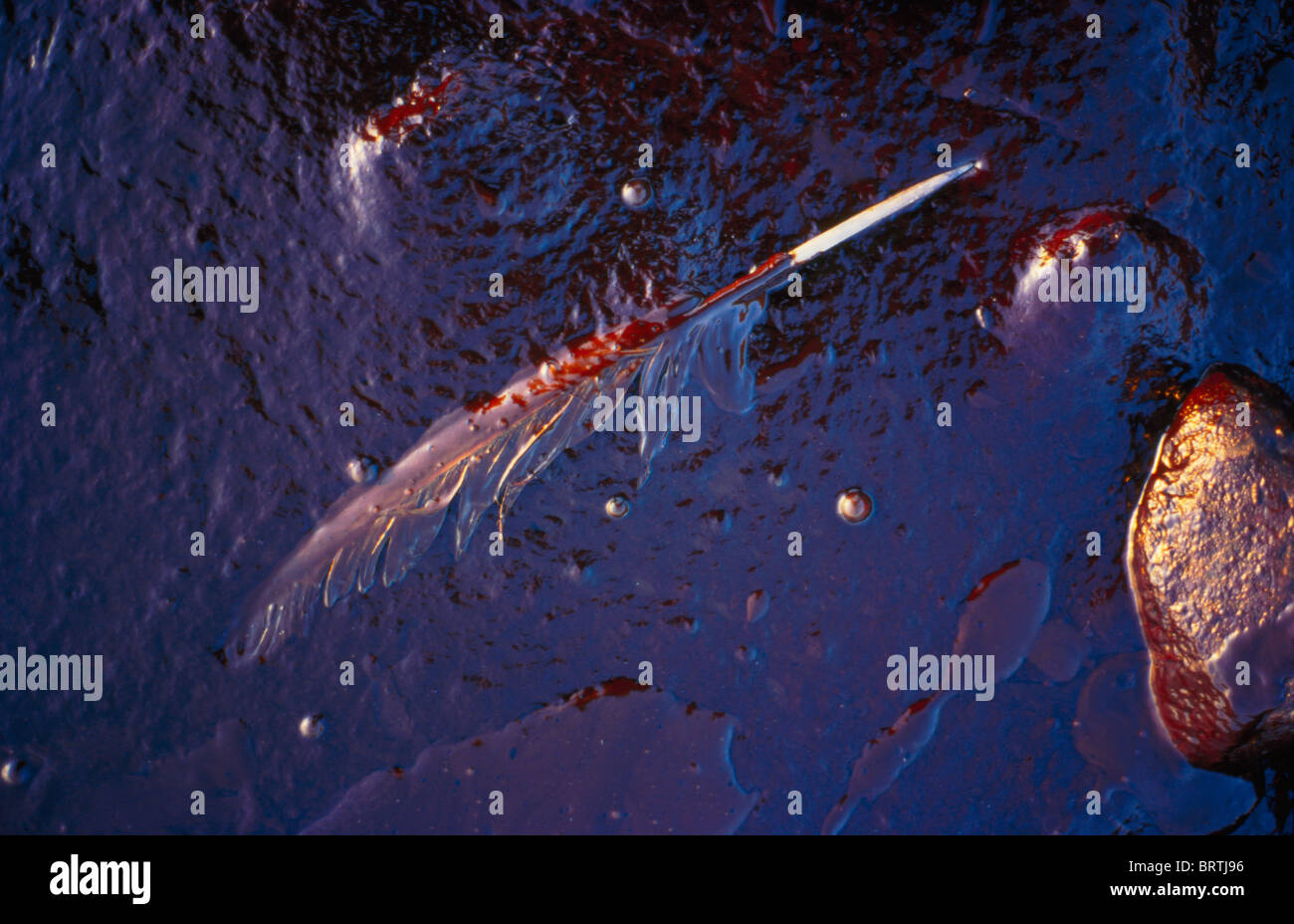 Seagull feather trapped in oil from the SEa Empress oil spill