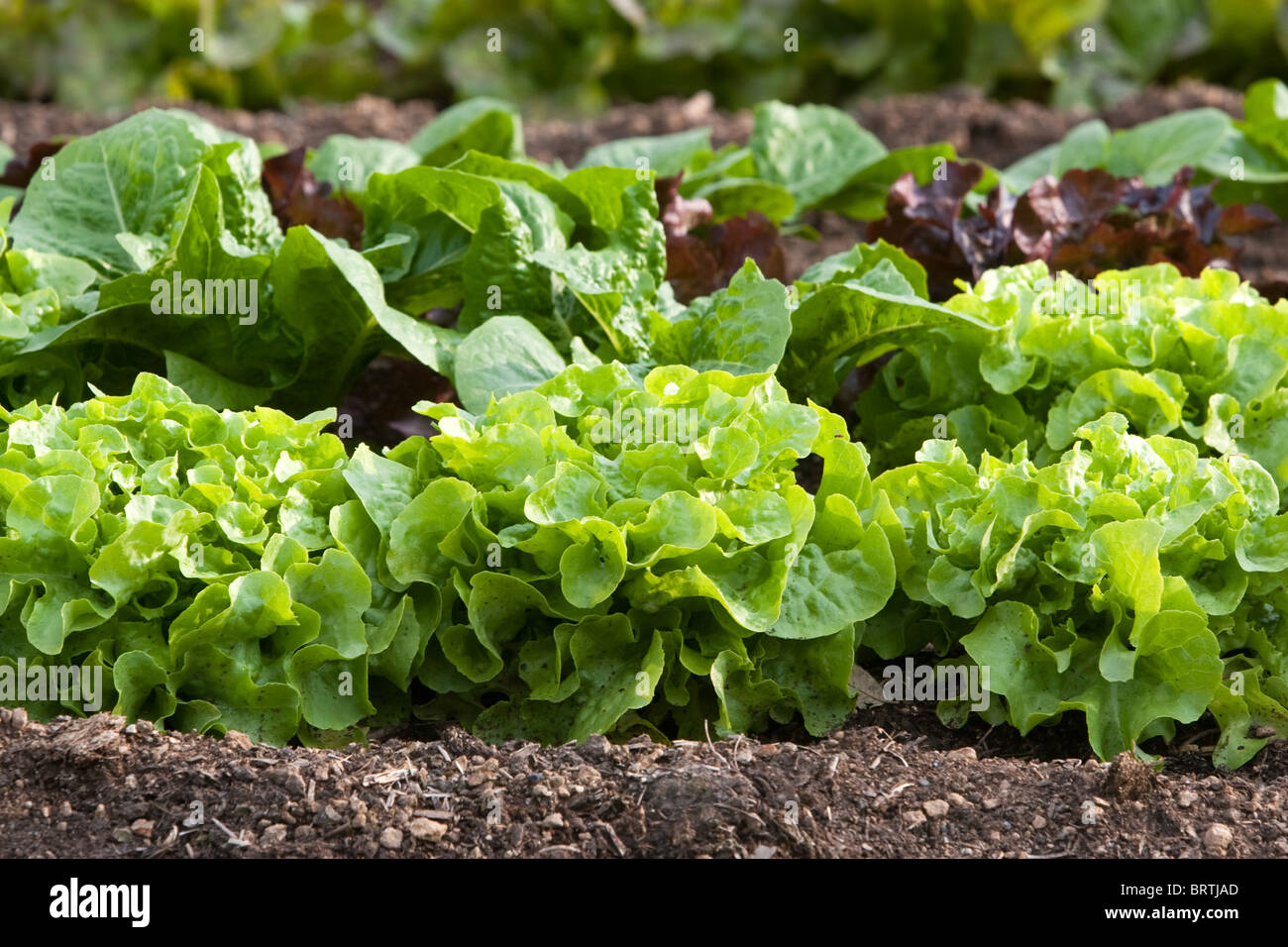 organic garden ecologic biologic sprouts growing greens leafy leaves