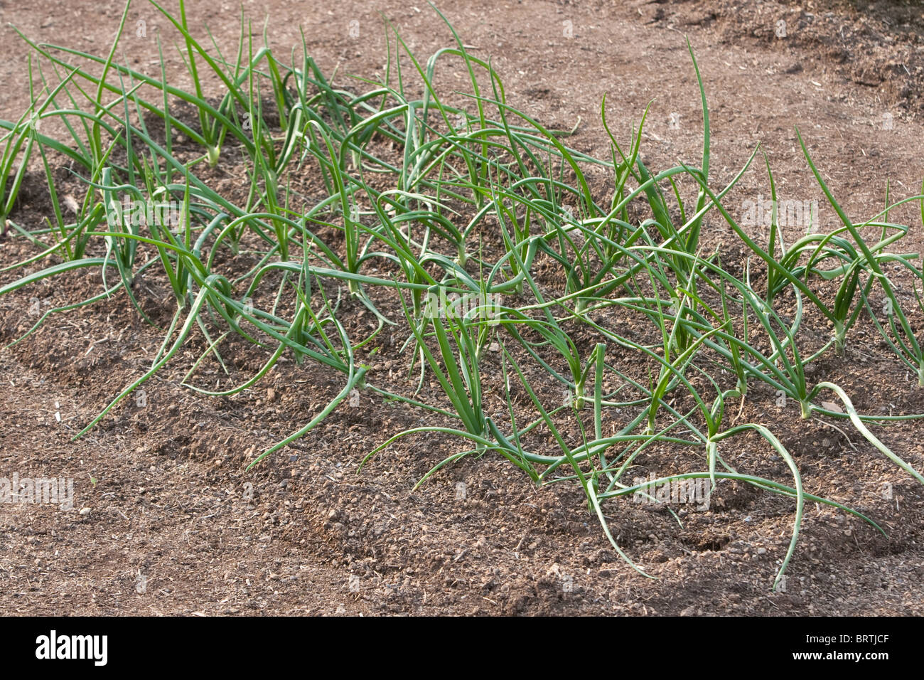 garlic garden bio biologic sprouts growing greens leafy leaves gardens