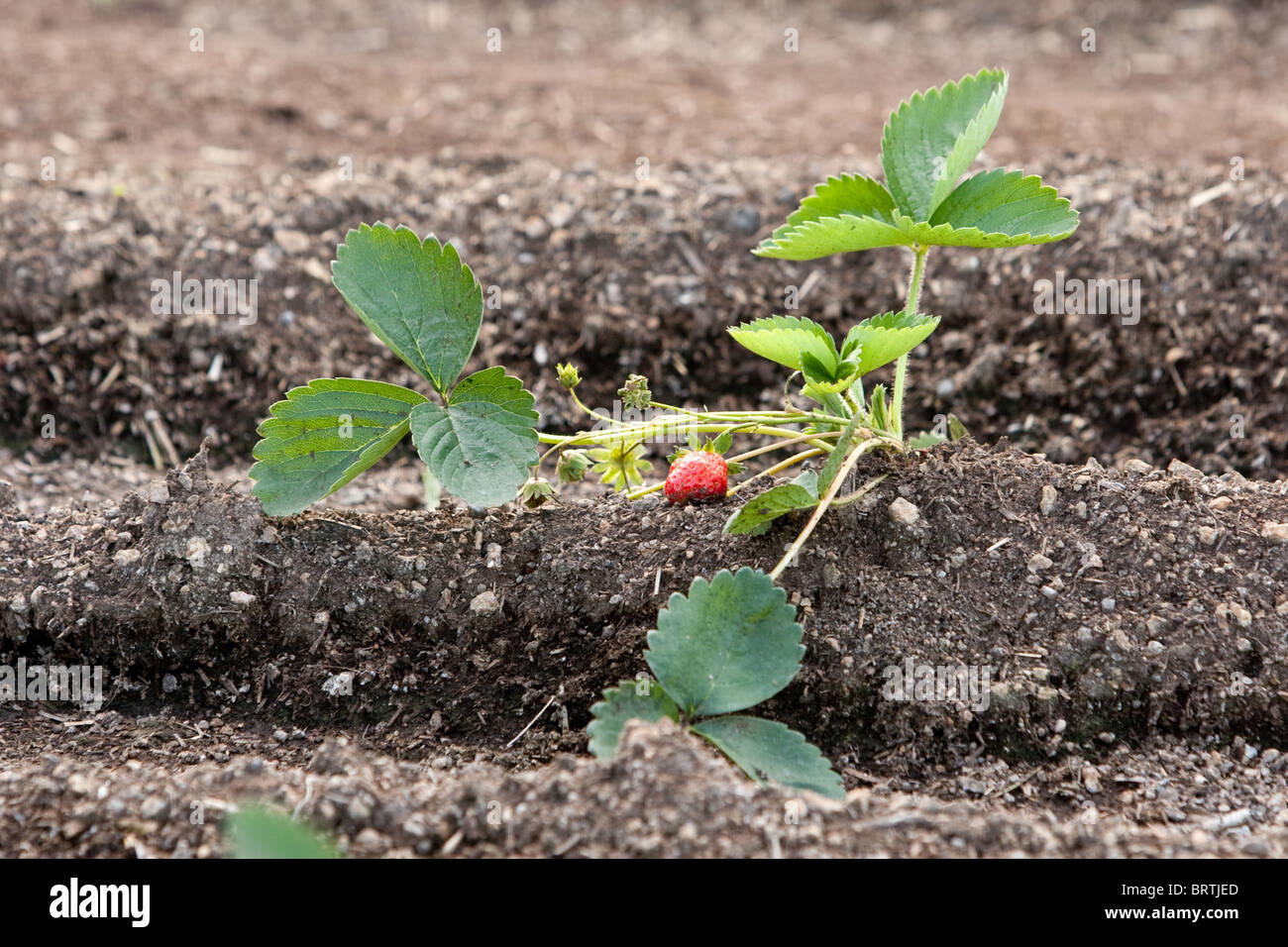 Strawberry plant growing, organic garden Stock Photo Alamy