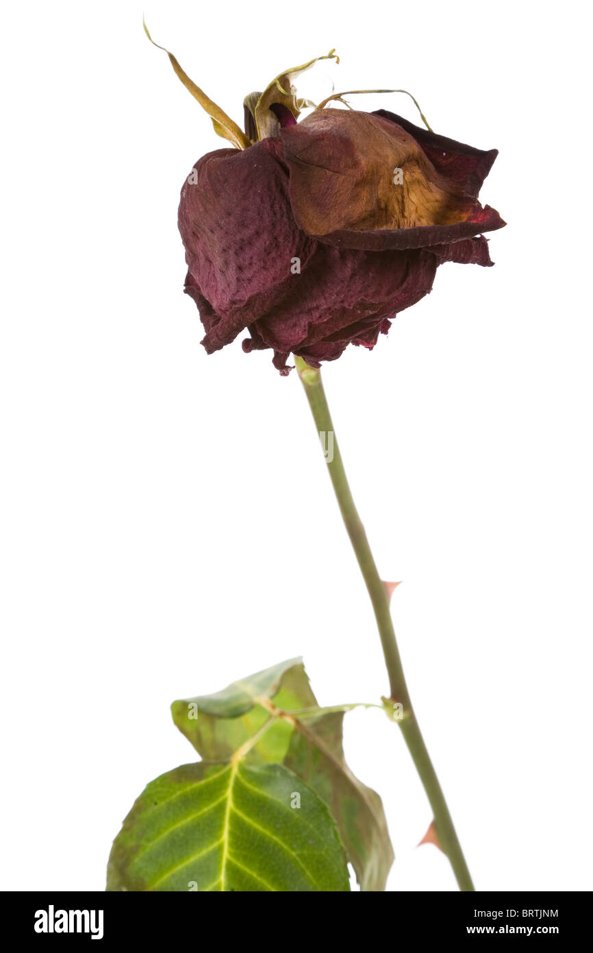 Wilted rose hi-res stock photography and images - Alamy