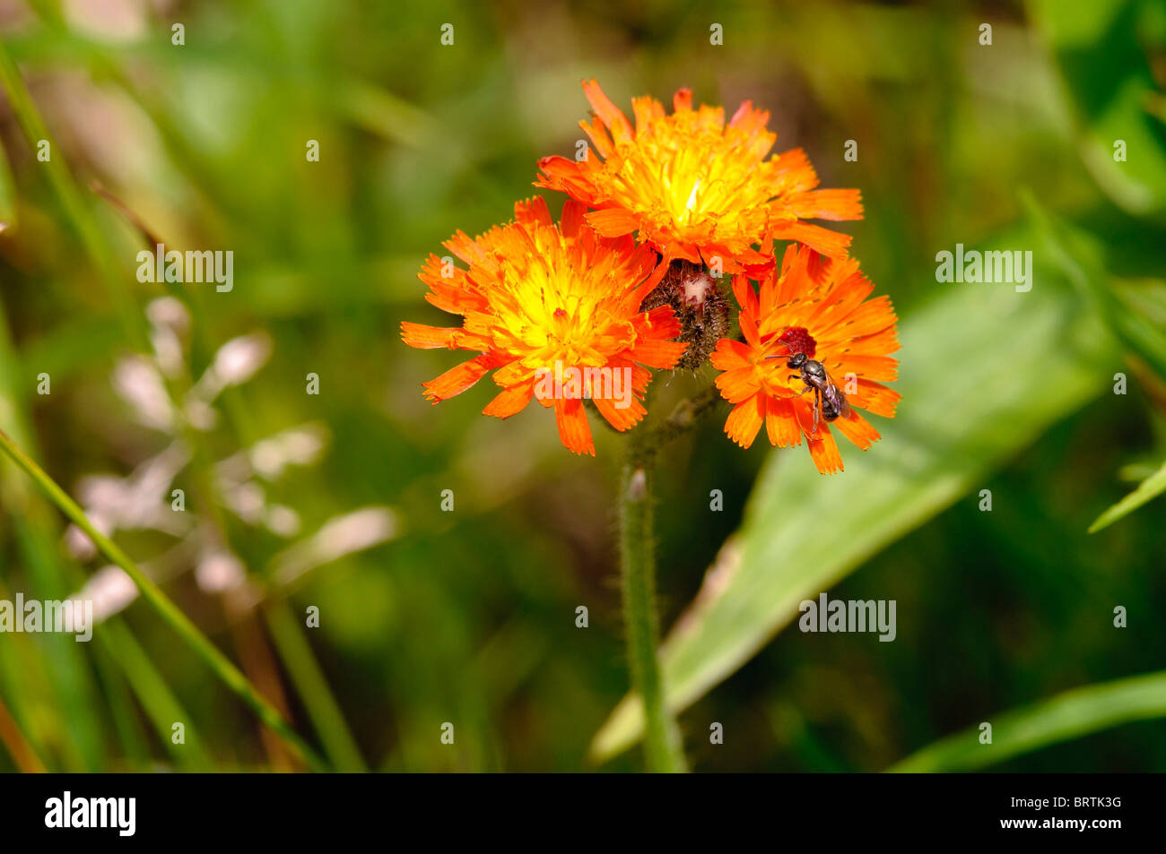 Wildflowers, Canaan Valley, West Virginia U.S,A Stock Photo - Alamy