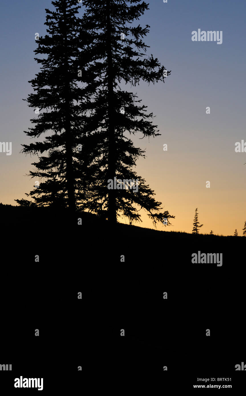 Silhouettes of trees at dusk on McKenzie Pass on the McKenzie Pass-Santiam Pass Scenic Byway in Oregon Stock Photo