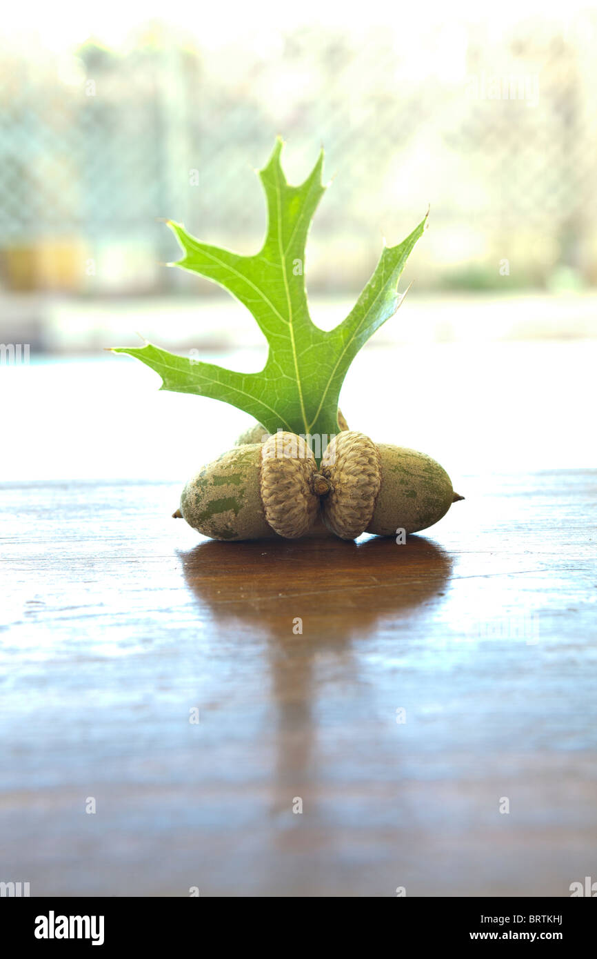 White oak acorns hi-res stock photography and images - Alamy