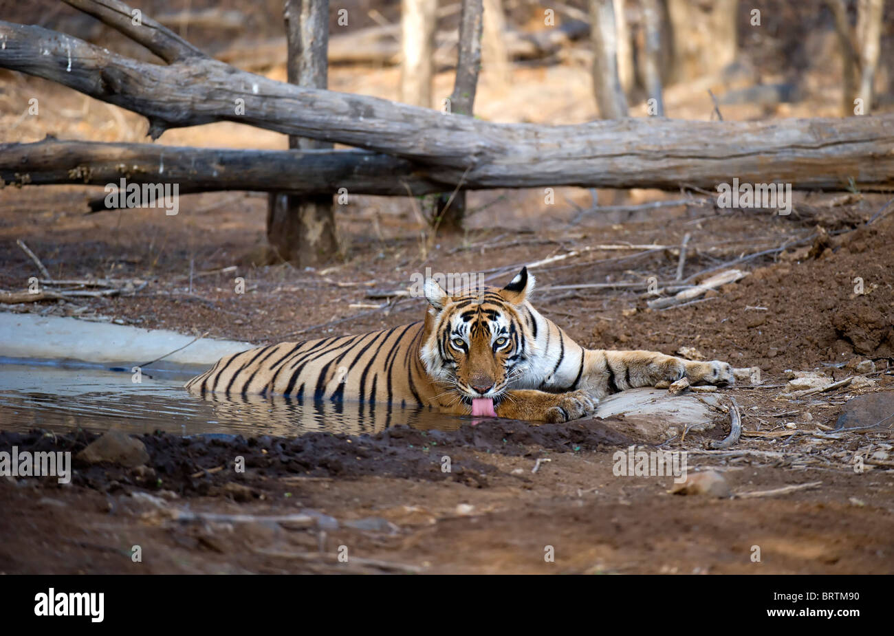 Tiger in water, drinking Stock Photo