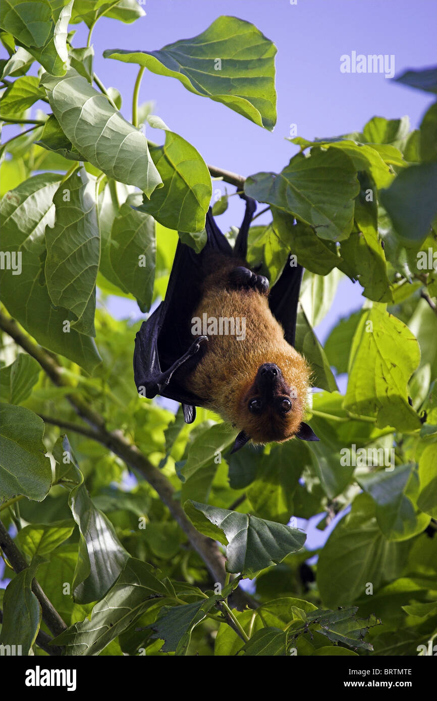 Maldives fruit bat hi-res stock photography and images - Alamy