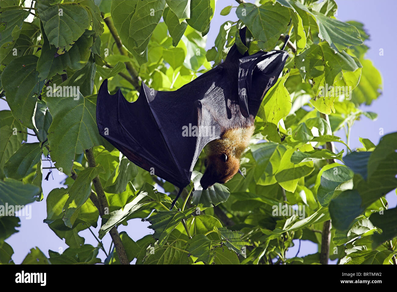Fruit bat in a tree on an island in the maldives Stock Photo