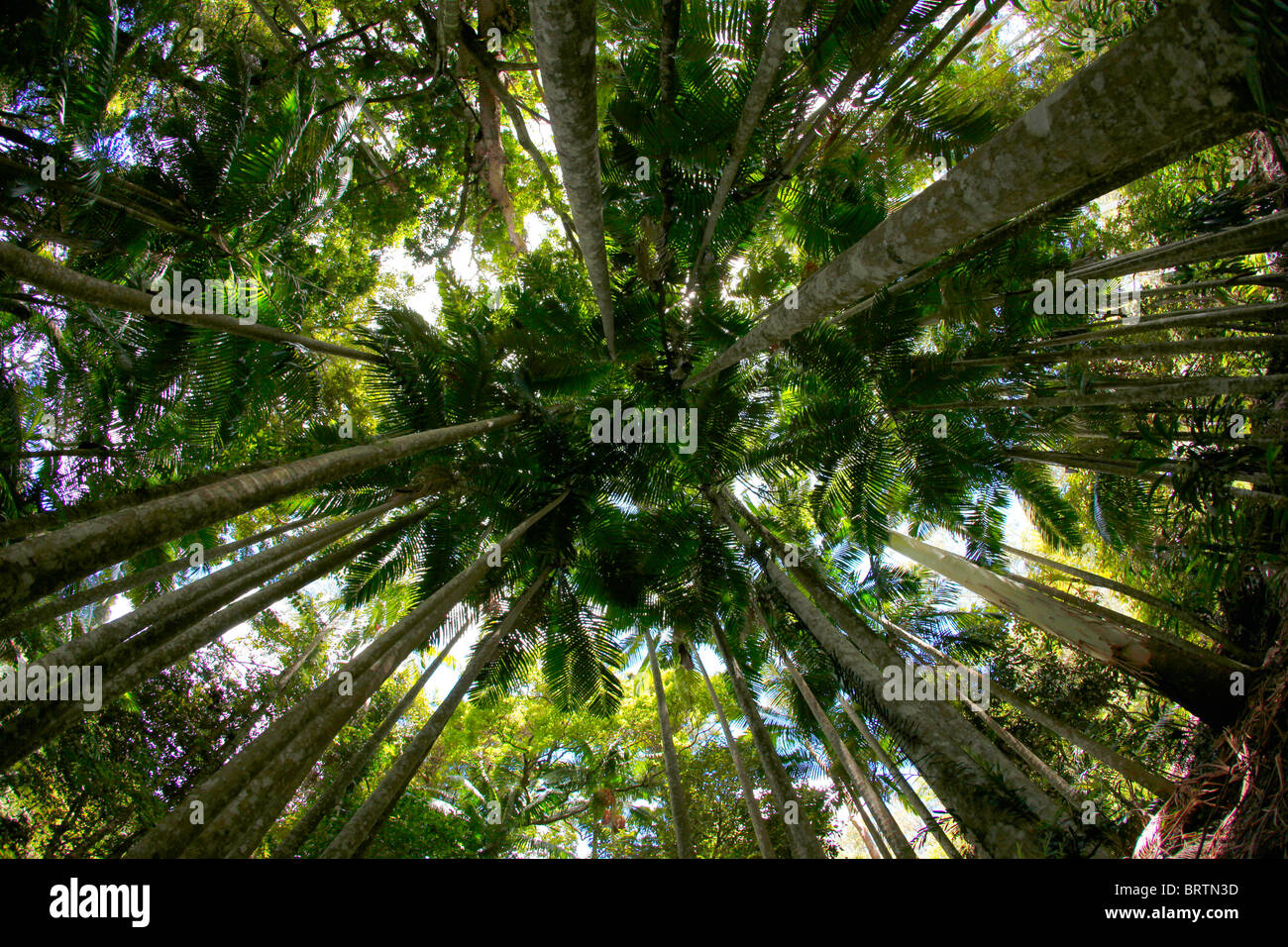 Rainforest's canopy Stock Photo Alamy