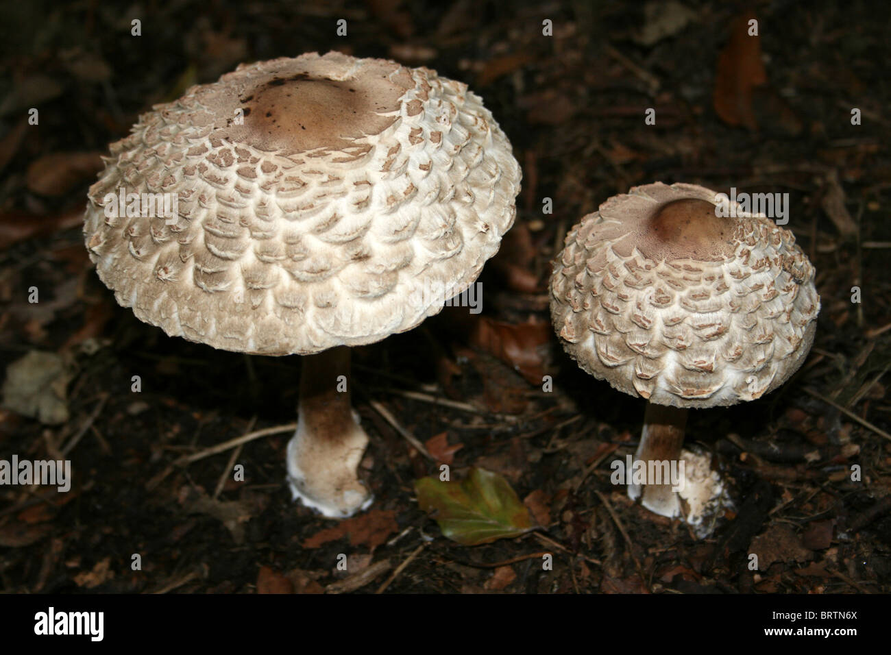 Shaggy Parasol Mushrooms Macrolepiota rhacodes Taken at Eastham Country Park, Wirral, UK Stock Photo