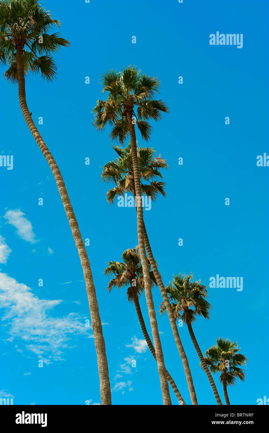 Washington Palm Trees Stock Photo Alamy