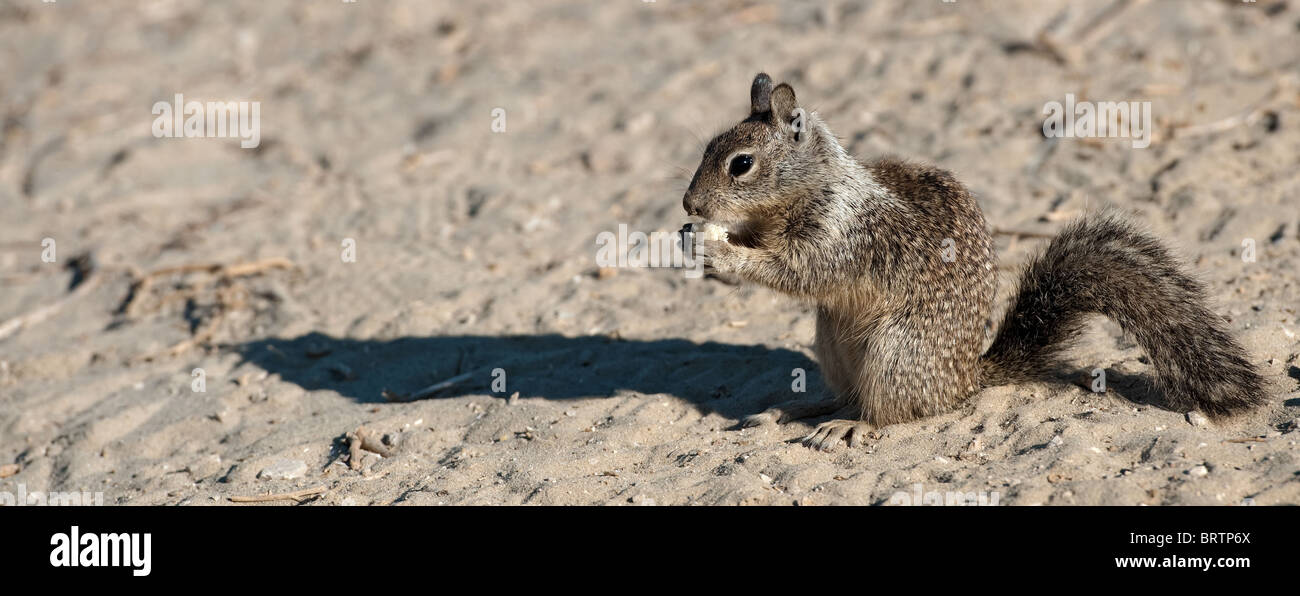 California Ground Squirrel, (Spermophilus beecheyi) Stock Photo