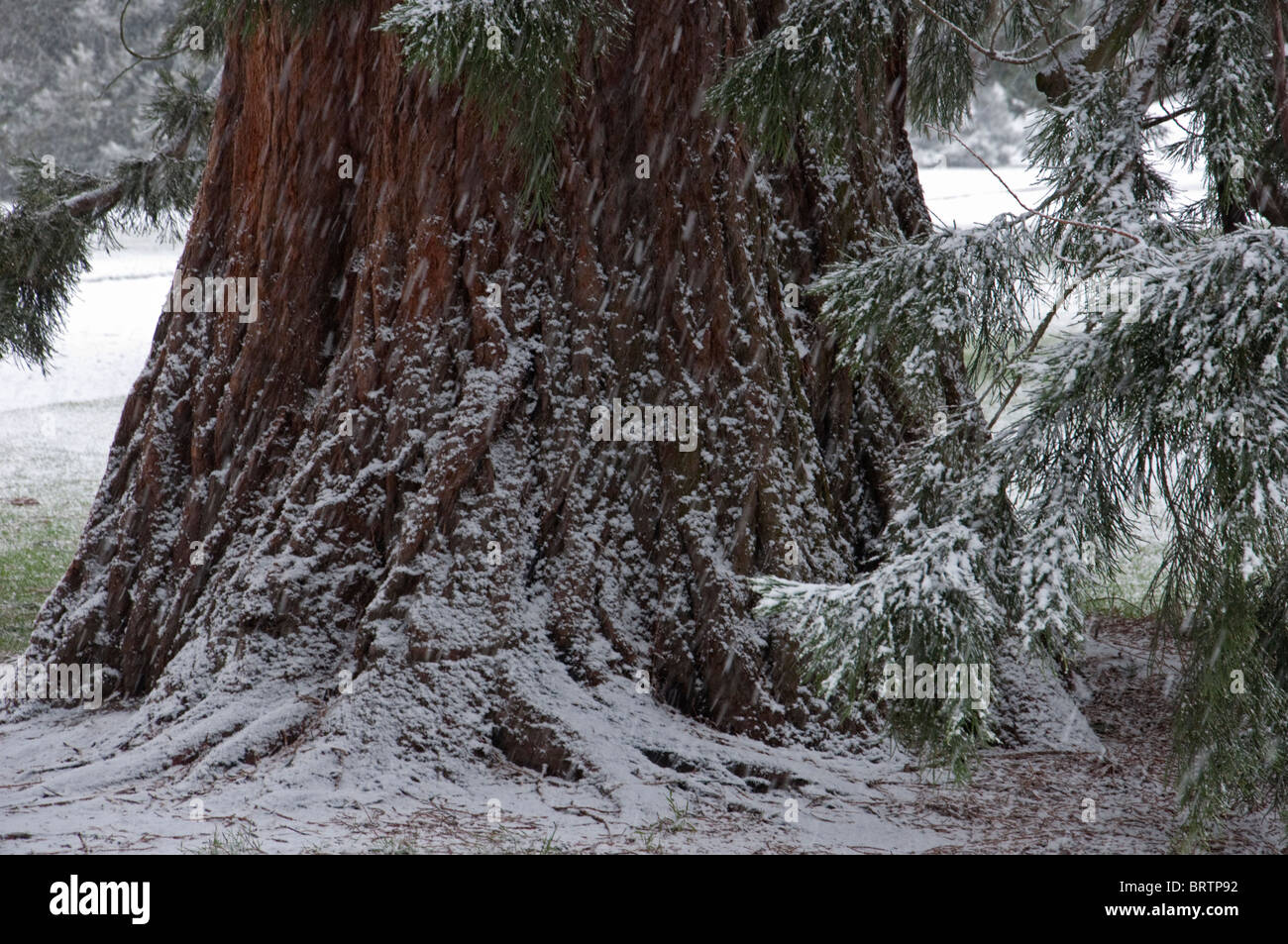 Tree blizzard hi-res stock photography and images - Alamy